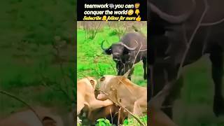 bull🐃vs lion🦁😱 | lion vs bull | lion vs baffalo battle | @Wildshikaari007 | #shorts