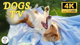 12 HOURS of Dog Music - Anti Anxiety Boredom Busting with Soothing Music to Calm Down, Relax & Sleep