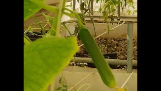 الزراعة المائية  الاكوابونك aquaponics