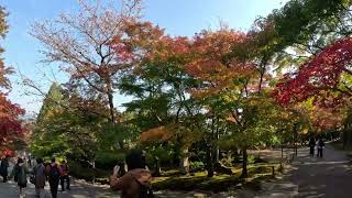 Arashiyama Autumn leaves