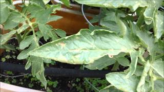 My peppers and tomatoes 2012 part 13: Spotting disease on tomatoes.