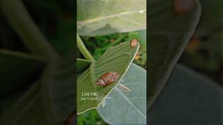 Snails resting on a leaf🐌🐚#snail #slug #mollusca #snails #animalshorts