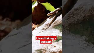 Lizard taking a sunbath