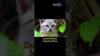 fakta menarik kucing #shorts #hausfakta #fakta #kucing