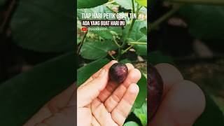 TIAP HARI BISA "FROM GARDEN TO TABLE" ga perlu nunggu musim buah, #baitijannati