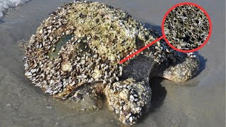 Saving Sea Turtles: Freeing Them from Deadly Barnacles | Animal rescue compilation