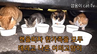 캔을따자 한가족을 모두 데리고 나와 따뜻한 밥을 먹는 어미길고양이