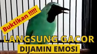 CUCAK IJO NGEKEK, BIKIN EMOSI DAN LANGSUNG GACOR