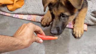 Puppy trying carrot first time🥕😄 | German shepherd long coat | Karan verma