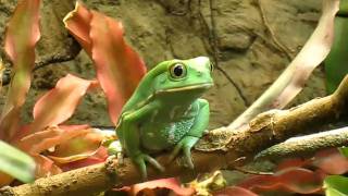 Waxy Monkey Frog