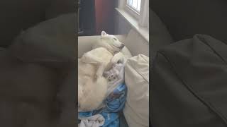 What your DOG's sleeping position #husky #superman