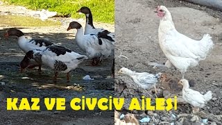 Kazlar ve civcivler / Evcil hayvan