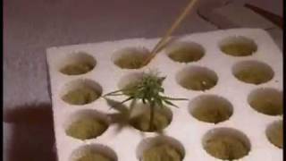 Como saber el sexo de las plantas de marihuana mediante clones