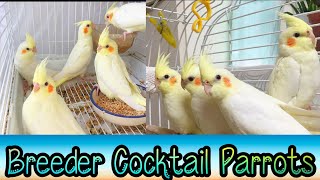 Cocktail Parrot Price In Pakistan 2022 | Cockatiel Parrot Pakistan 2022 | Khan Birds Collection