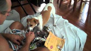 Dolly the price SHREDDING Jack Russell