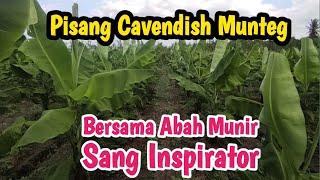 Pisang Cavendish Munteg || Karya Abah Munir ||