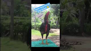 Ayam Aduan Yang Pernah Saya Rawat