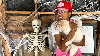 Cats and Kittens Gets Ready for Halloween