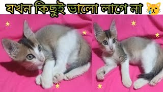 বিড়ালটি কেন এমন করল | Sad Cat Cute | Sad Cat Face