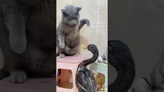 fighting of cock and cat ###