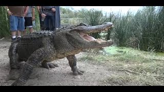 Gatorfest 2018 (Alligator Wrestling Competition)