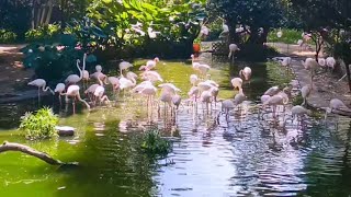 Kowloon park very nice to visit and relax. #hongkong #park #kowloonpark #explorehongkong #vlog