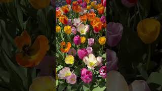 April 2024 Skagit Valley Tulip Festival Mt. Vernon Washington