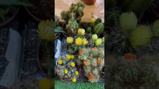 Beautiful Succulents in Jeddah Saudi Arabia