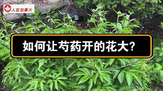 如何让芍药开花更大？