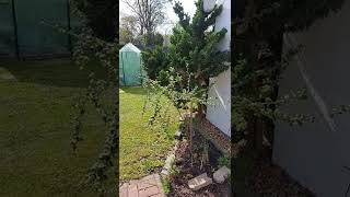 Mein  Liebling Garten