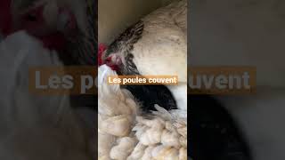 Le printemps se fait sentir avec les combats de coq et les poules qui couvent !