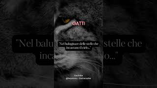 Nel baluginare delle stelle che incantano il cielo #aforismi #frasedelgiorno #animali #gatto