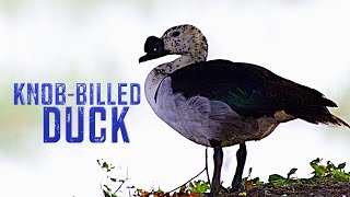 Unique #waterfowl of #india  #Knob-billed Duck #nature #wildlifedocumentary #travel #explore #birds