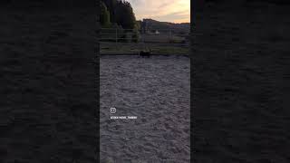 Schon wieder auf den Malediven? Perfekter Puderzucker-Sand am Reitplatz- TrickyHorse Trainingscenter