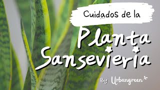 Cuidados de la Planta Sansevieria 👨‍🌾: Riego, Trasplante, beneficios para la salud y mucho más 🪴