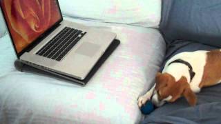 Dolly the Jack Russell Terrier with a Babble Ball