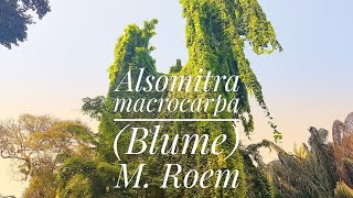 Alsomitra macrocarpa Blume Roem, Winged but not Bird alias Heuheulangan