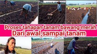 tahapan tanam bawang merah jenis thaeland,dari awal buat lahan,sampai tanam