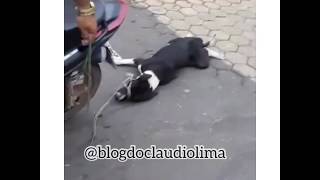 😪CRUELDADE: motociclista amarra cachorro em moto e arrasta pelas ruas de Imperatriz (MA)