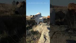 busy mum -#cowlover #cow #animal