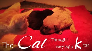 Cats think all dogs are | Little cat | Kitten Crying - Rescue Center