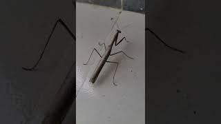 movement of a mantis #viralvideo #viralshorts #mantis#youtubeshorts