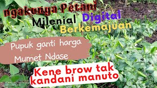 pupuk ganti harga petani tak berdaya. Reneo  rungokno tak kandani #coffee #kopi #kopirobusta