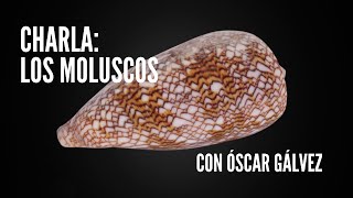 Charla: Los moluscos 🐚