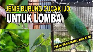 JENIS BURUNG CUCAK IJO UNTUK LOMBA