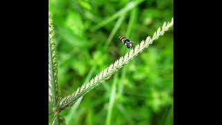 Hoverfly in slow motion #shorts #slowmo