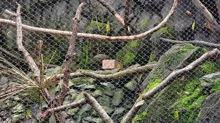 Kea with box