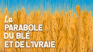 La Parabole du Blé et de l'Ivraie • Matthieu 13:24-30 | Illustrée | Daisy Illustrations