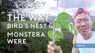 Back to the Farm Where Bird's Nest, Monstera Plants Thrive and Attract Plant Lovers!