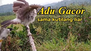 pikat BURUNG KUTILANG GACOR ngotot memanggil lawan